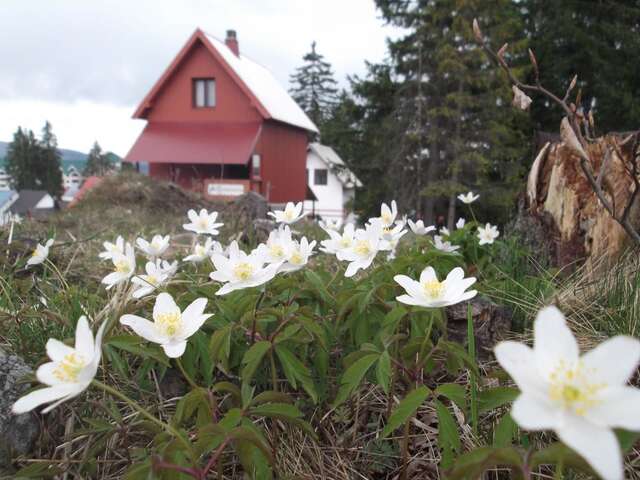 Апартаменты Šepić Accommodation Жабляк-7